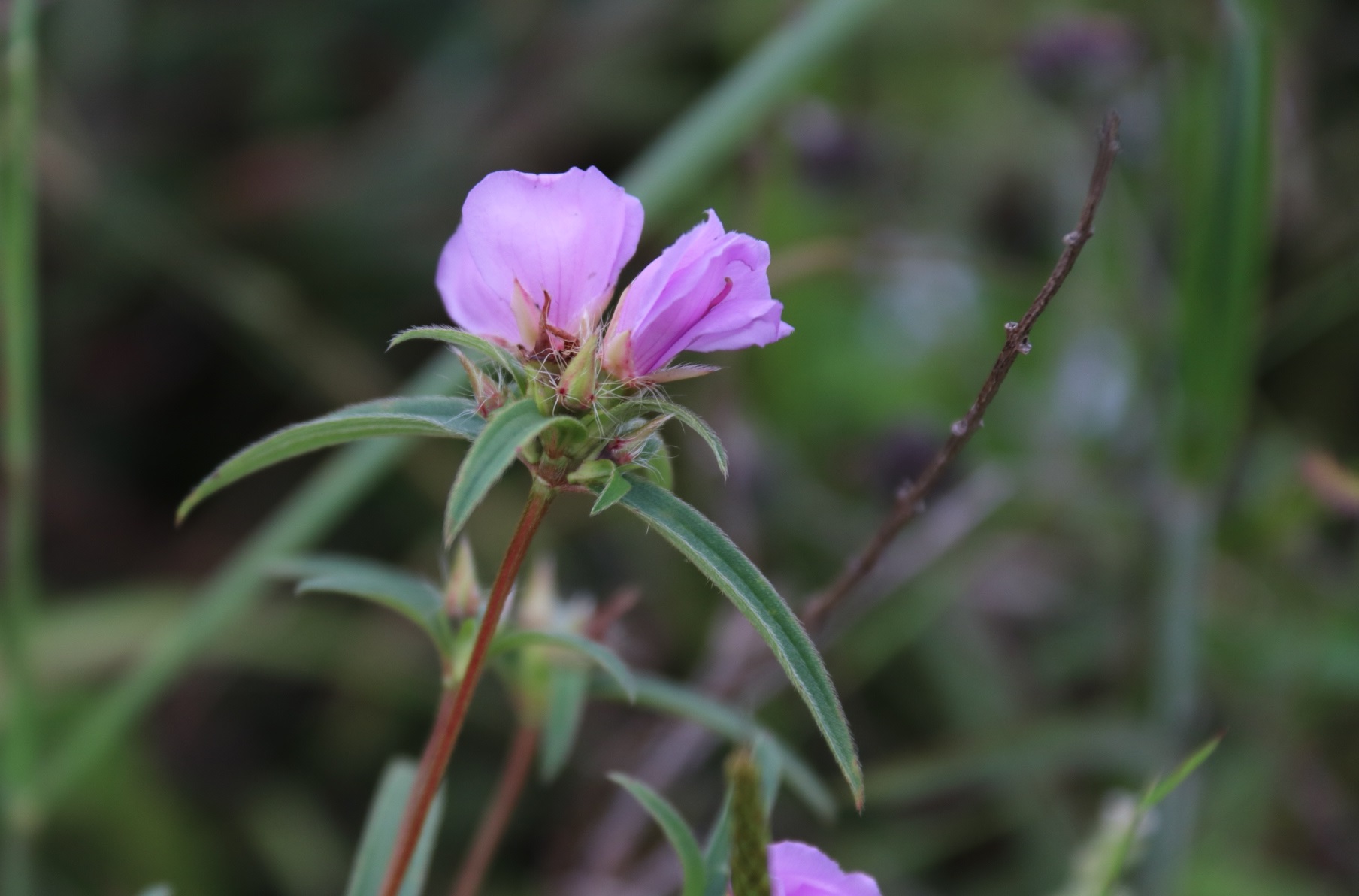 这种野花名叫"金锦香",全草入药,能清热解毒,收敛止血