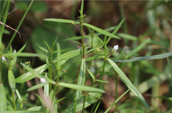 这种野草叫做"白花蛇舌草",药用价值特别的高,一般人不知道!