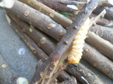 这长在树枝里的"虫子",你敢吃吗?中医说它对治疗厌食症有奇效