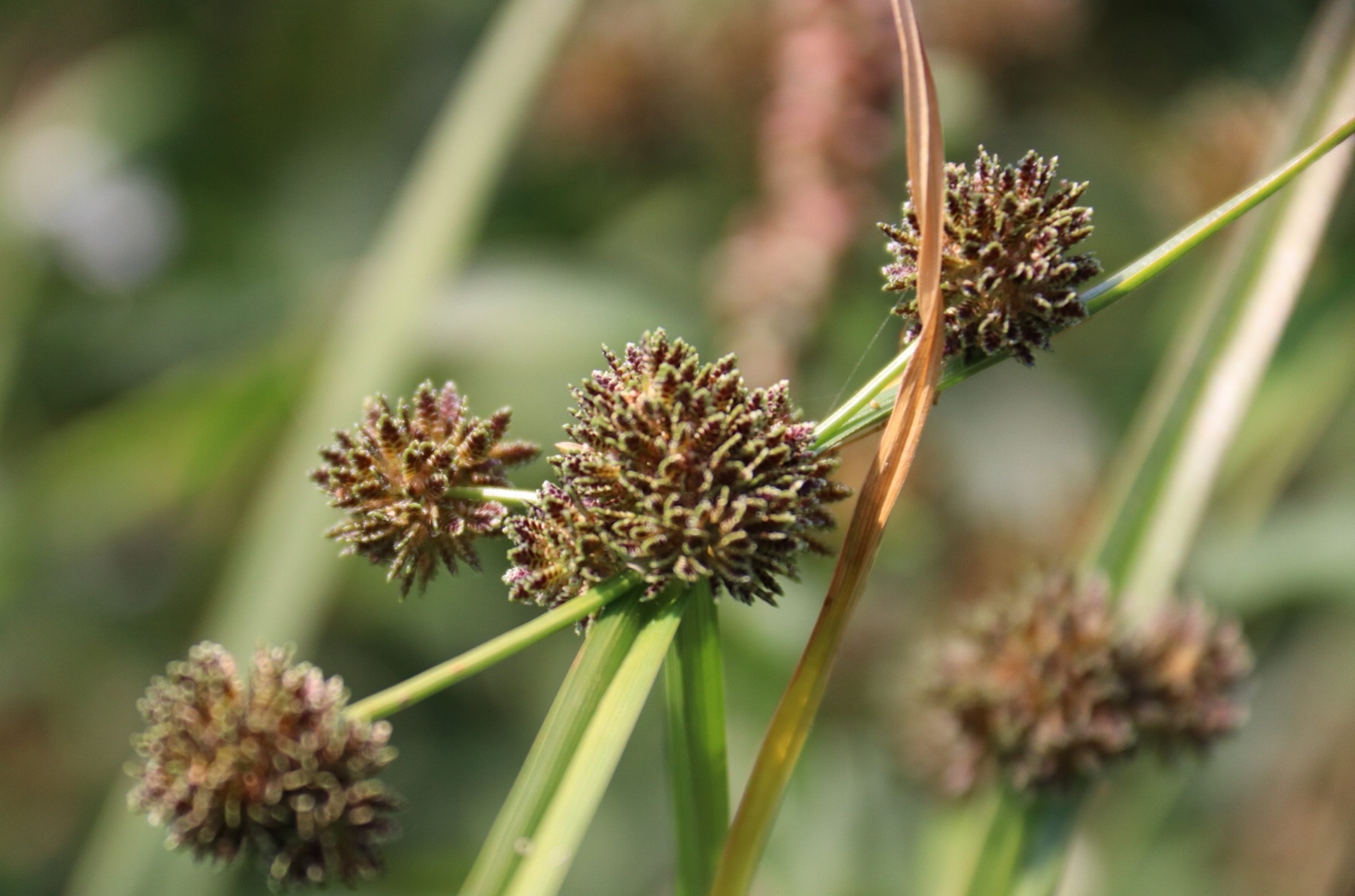 这种野草叫水蜈蚣,生长于水边,能治感冒风寒,寒热头痛
