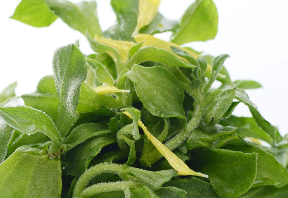 冰草含有天然植物盐,吃起来有淡淡的咸味.