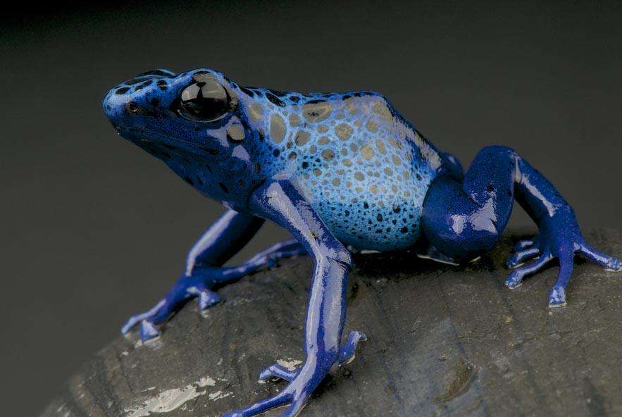 大嘴巴的蓝色青蛙