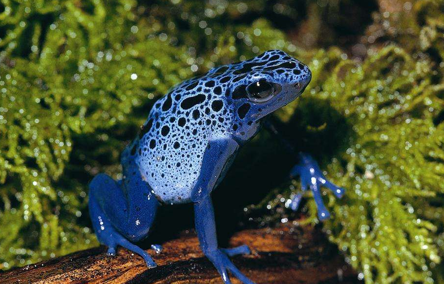 异色呱呱泡蛙水蓝色图片