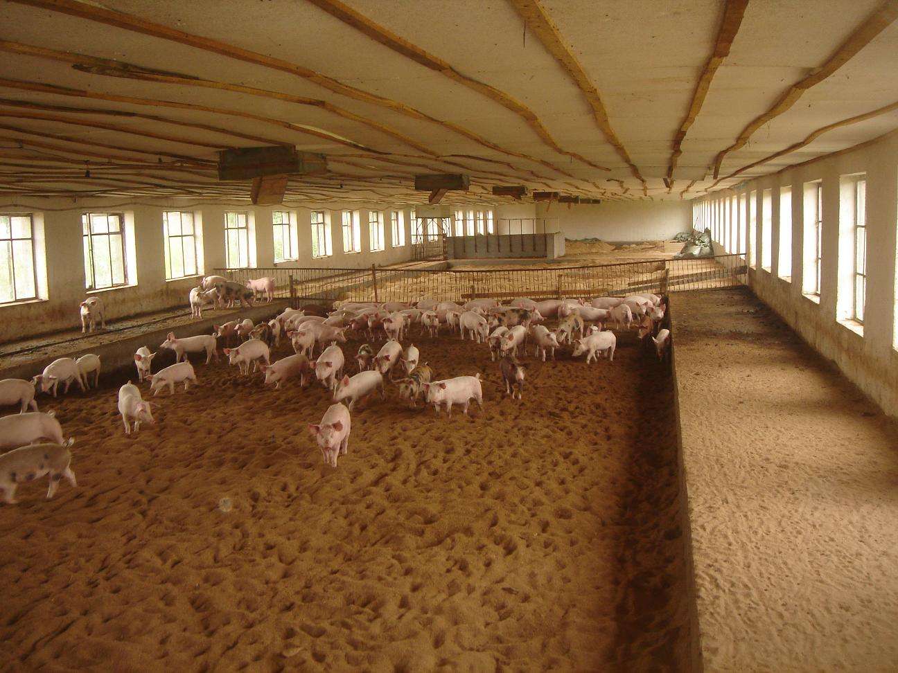 发酵床养猪猪舍的建造原则