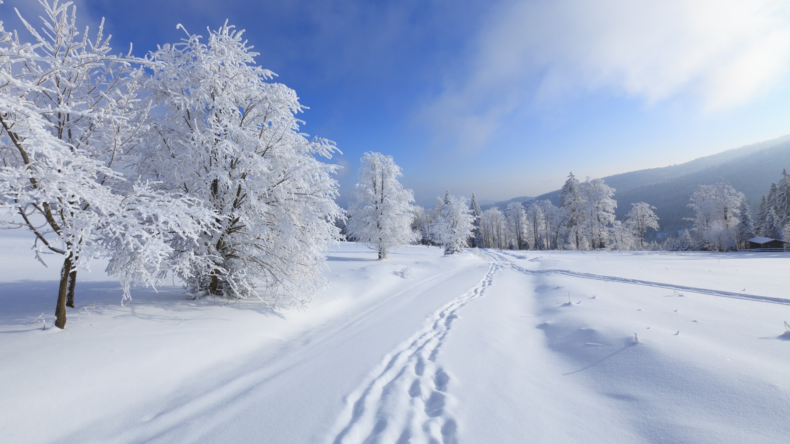 冬天的景色飘雪图片