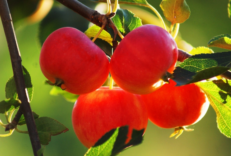 花红小苹果,俗称海棠,沙果,蜜果,林檎,是蔷薇科苹果属植物