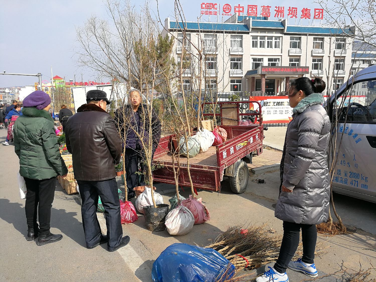 正月十五的農村大集,樹苗賣火了,降龍木30元1棵