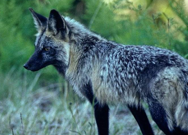 超级罕见的银黑狐,快来看看你见过吗