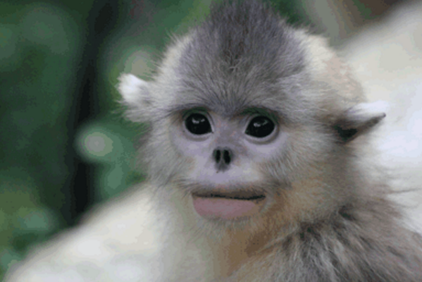 聪明可爱又爱抱大腿的白色金丝猴,快来认识一下吧