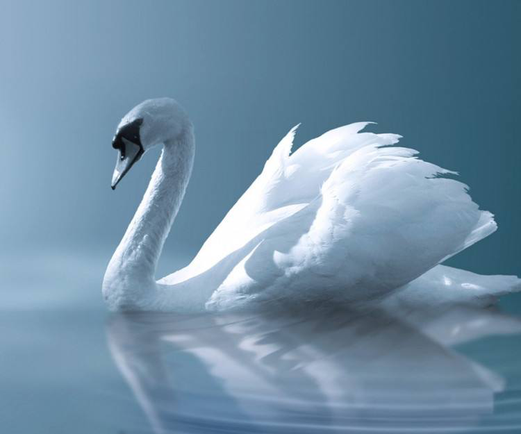 孕早期胎教音乐之西方经典系列:天鹅-圣桑