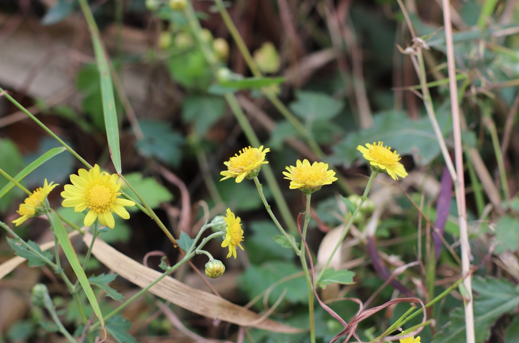 野菊花全草能入药,可用于治疗疏散风热,消肿解毒,疔疮痈肿