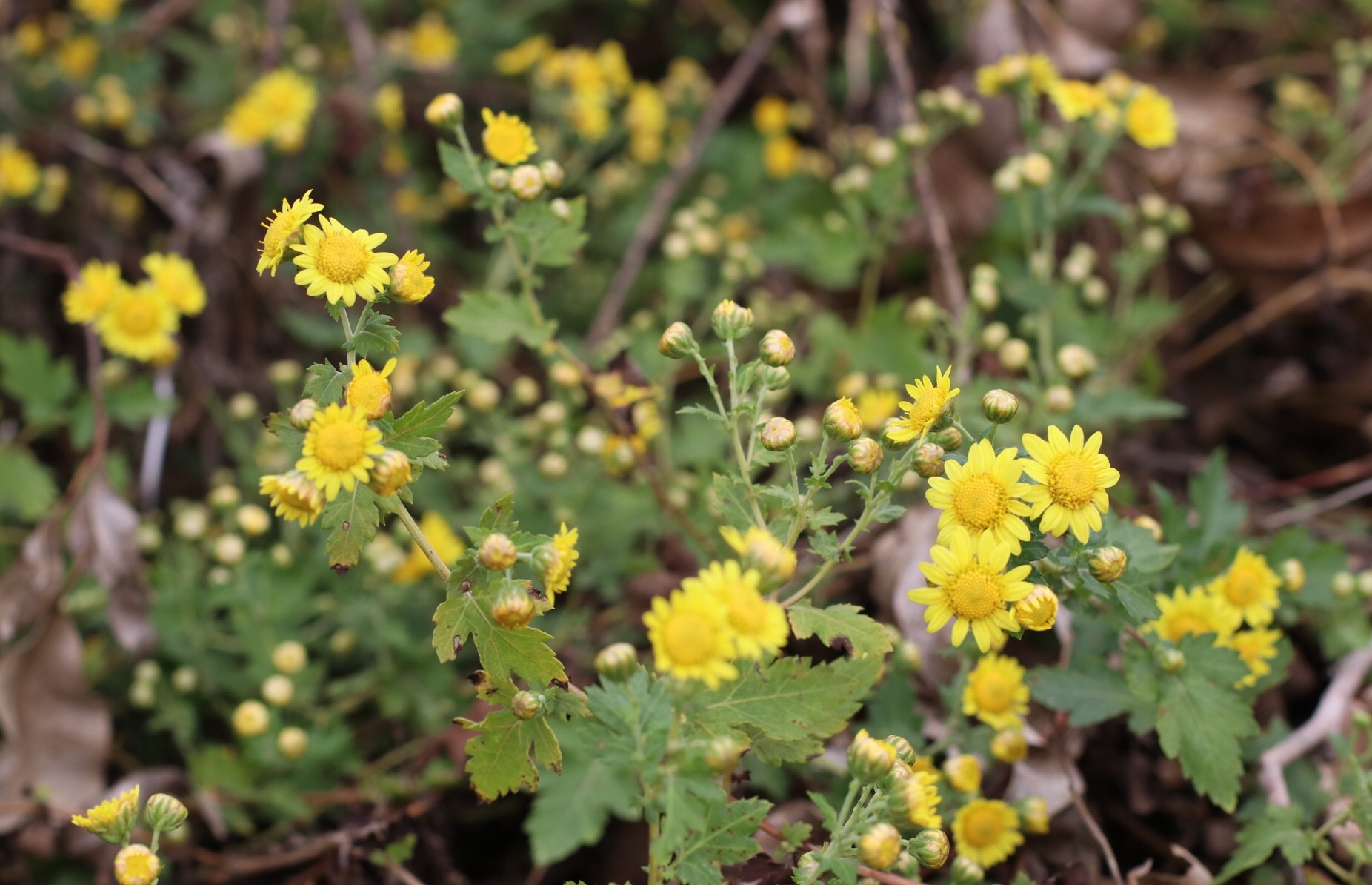野菊花全草能入药,可用于治疗疏散风热,消肿解毒,疔疮痈肿