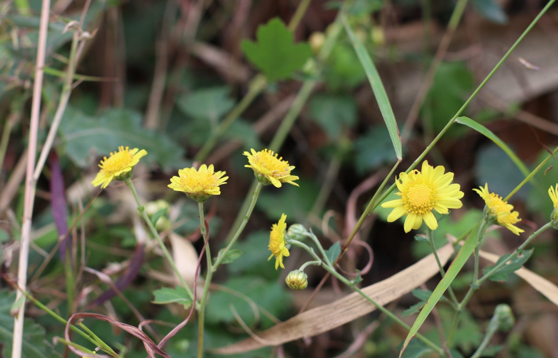 野菊花全草能入药,可用于治疗疏散风热,消肿解毒,疔疮痈肿