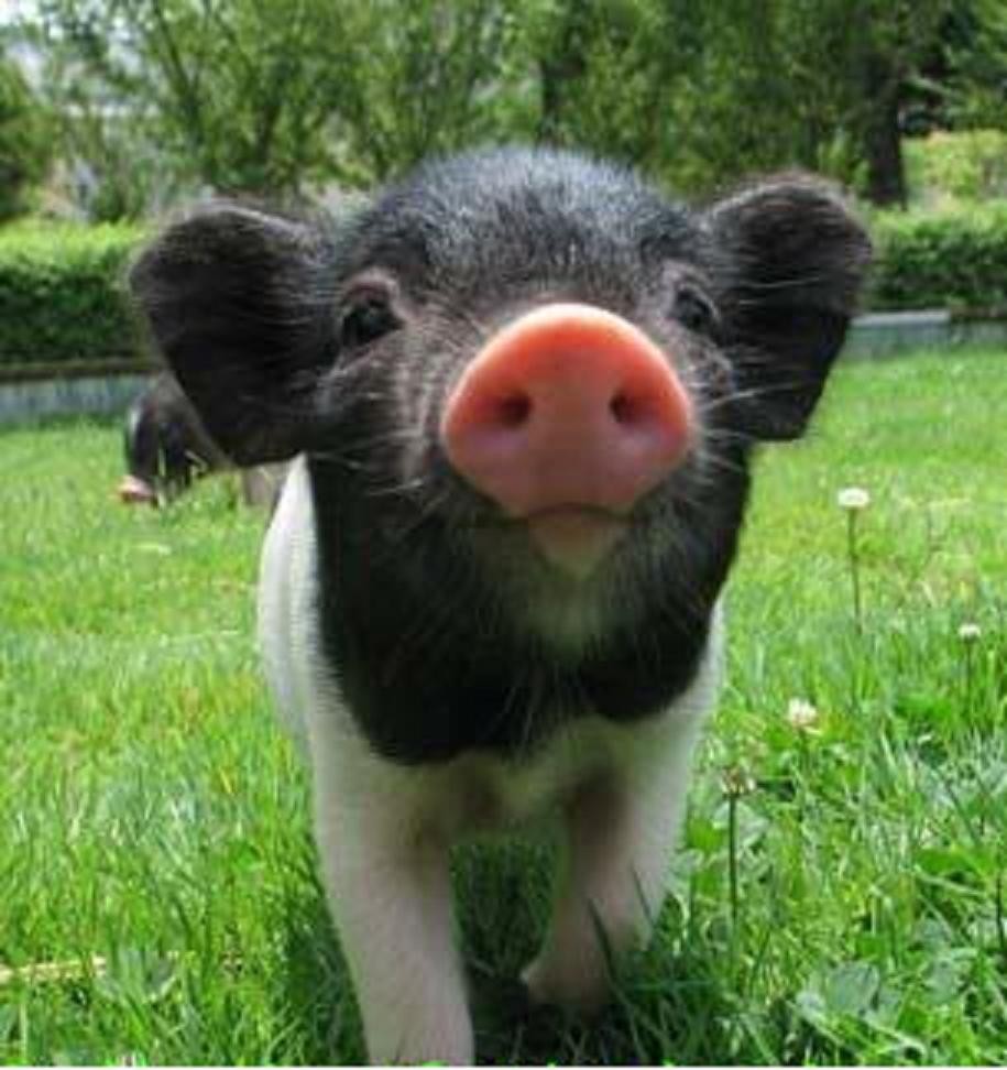 小香猪体躯短而矮小,被毛全黑,个别有唇白和肢端白!