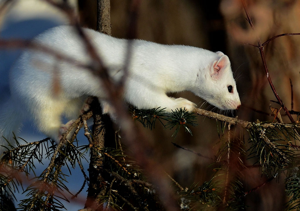 貂鼠适于生活在寒冷气候,喜欢安静,多独居,一年两次换毛!
