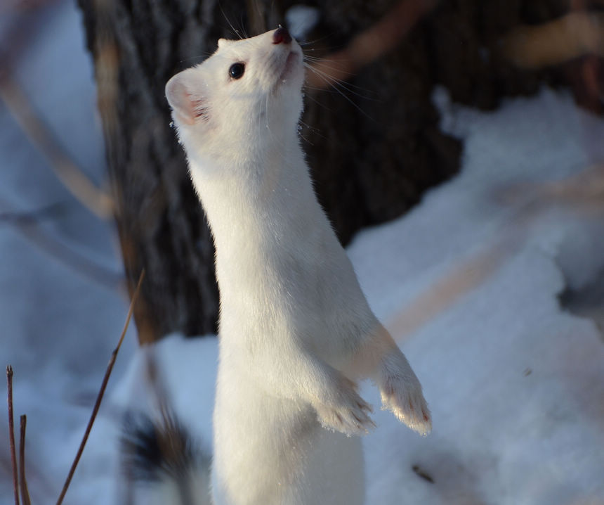 貂鼠适于生活在寒冷气候,喜欢安静,多独居,一年两次换毛!