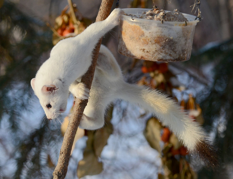 貂鼠适于生活在寒冷气候,喜欢安静,多独居,一年两次换毛!