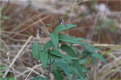 小时候经常上山挖"它"的根须卖给药材商,能卖10多块钱一斤