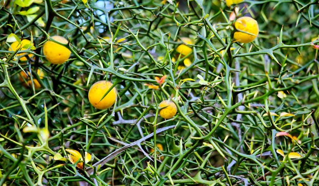 枳相比较橘子有着很大的差距,它的果实比较的硬,果实的大小也相对于要