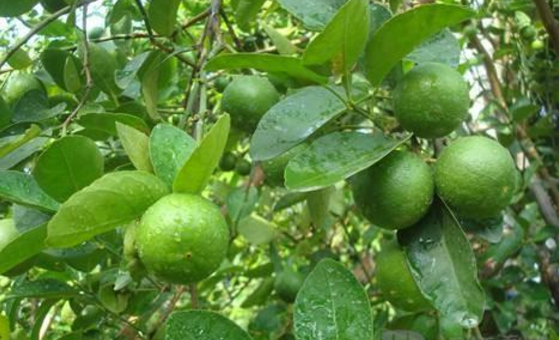 除了木橘是个好东西之外,它的叶子也是比较的好良药.