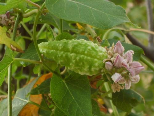 农村人称"羊角瓜",许多人以为有毒,如今20元一斤收不到