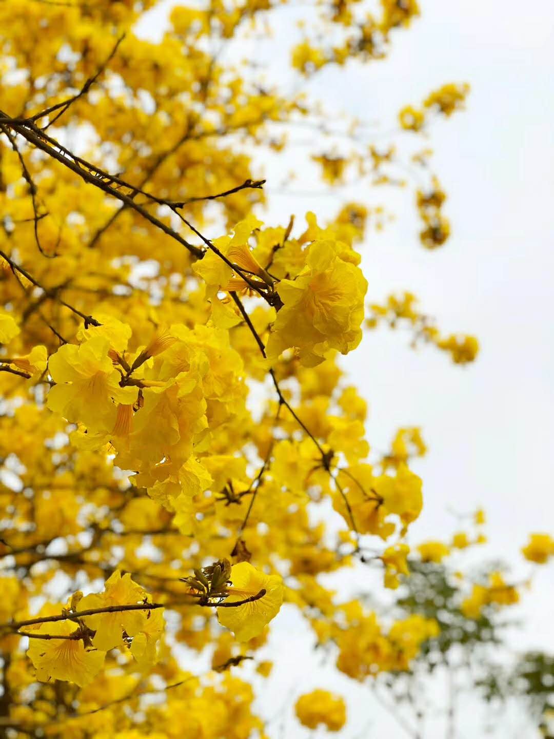 最近,朋友圈遍地是黄金,黄花风铃木的花期