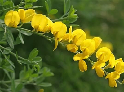 金雀花品种繁多,有野生和人工培植之分,野生金雀花株形低矮,人工培植