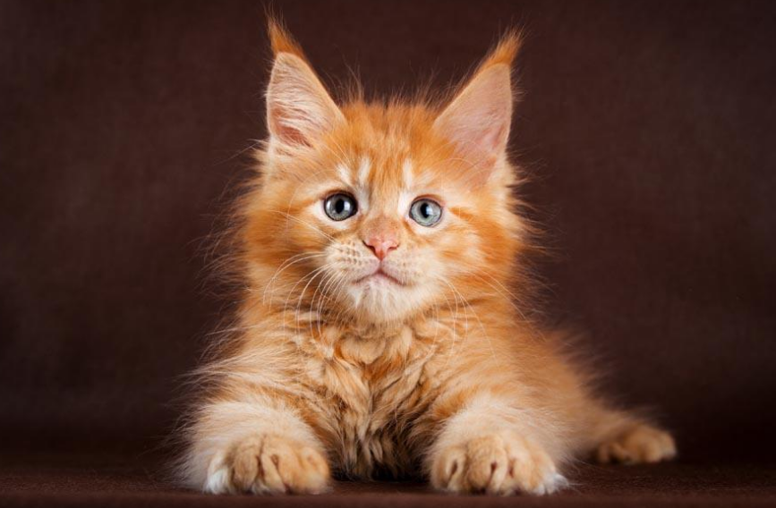 狞猫 狞猫(拉丁学名:caracal caracal),体型中等,毛发有许多种颜色