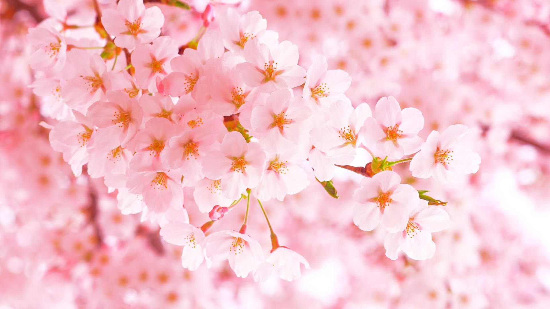 春天的厦门繁花盛开