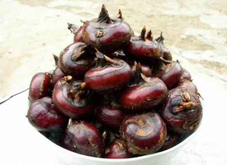 农村这长在水里的水果,你爱吃吗?它常被人们称为是"地中栗子"