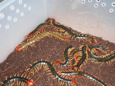 红头蜈蚣幼体图片