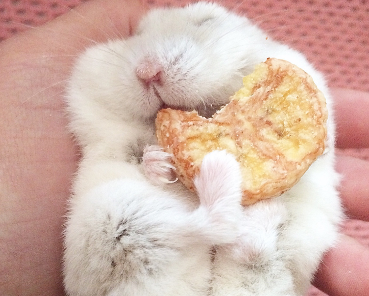 超级软萌可爱的奶茶仓鼠,还不赶快买一只