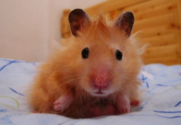 超级软萌可爱的西施熊,长毛控们怎么能错过呢