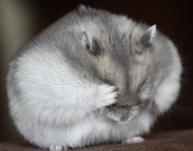 软萌可爱又会撒娇的冬白仓鼠,你怎么会错过呢