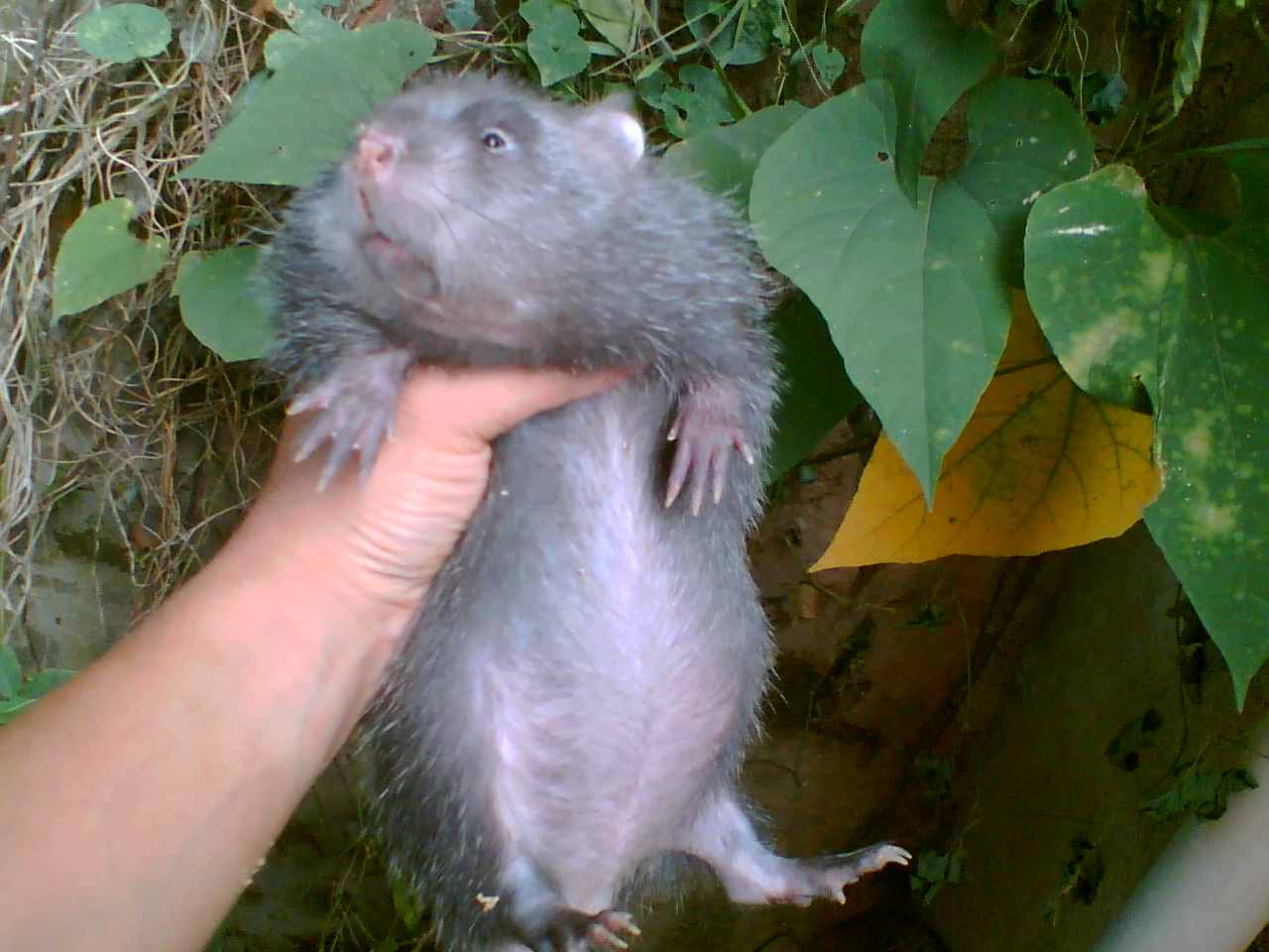 我想养殖竹鼠,我要投入多少钱