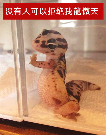 刘秀:我是大魔导师,我投降 王寻:我拒绝 然后王寻死