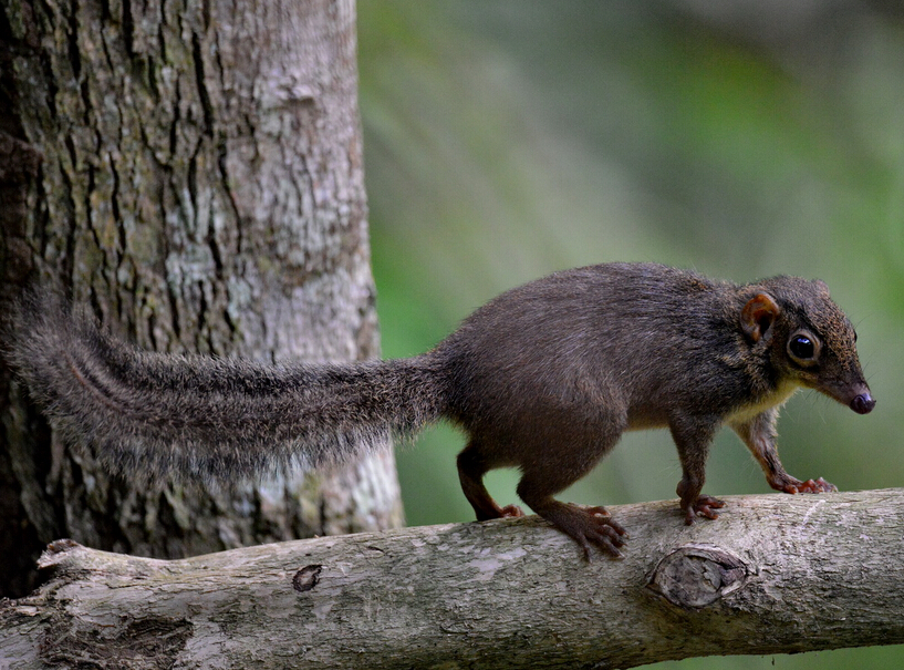 长吻松鼠食性主要以摄食各种坚果!