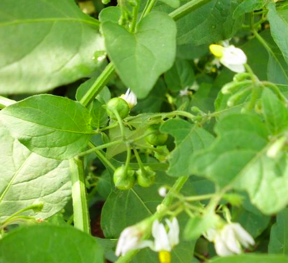 你知道乌点规这种植物吗