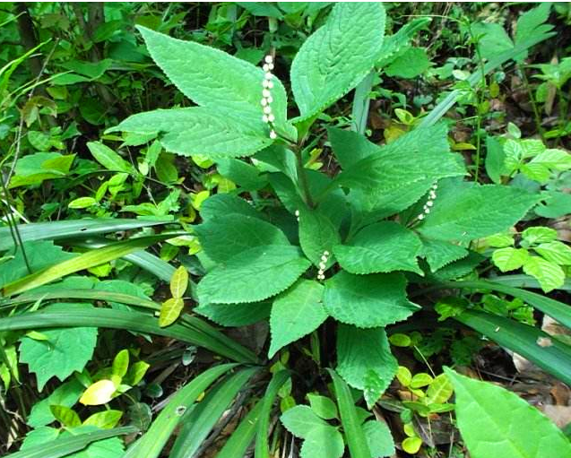 农村遍地都有的犁头草,还有这些功效