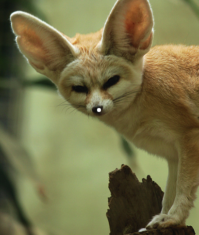 呆萌的阔耳狐,无害的小眼神萌化你的心