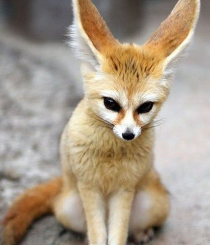 呆萌的阔耳狐,无害的小眼神萌化你的心