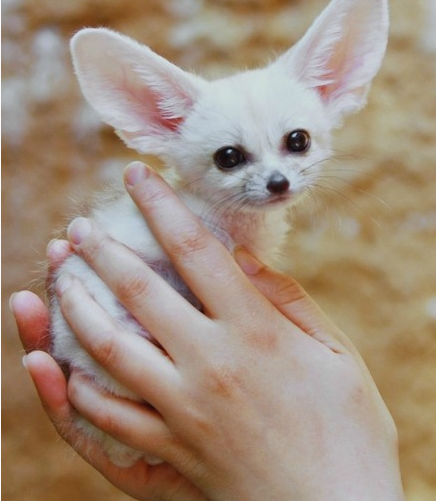 呆萌的阔耳狐,无害的小眼神萌化你的心