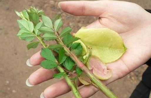 刺苔的生命力十分的顽强,它对自己的生长环境没有任何要求,有的刺苔没