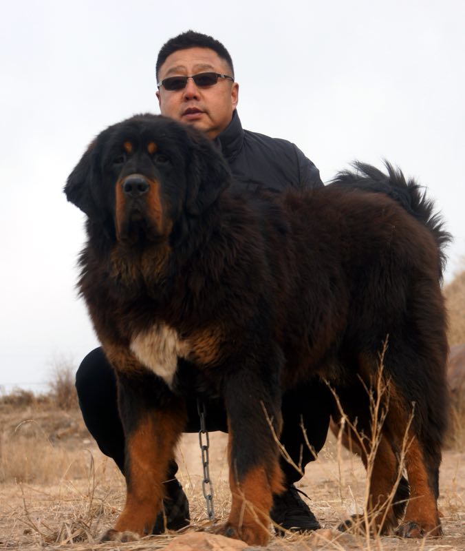 于谦的藏獒雄风图片