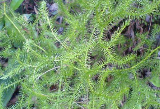 伸筋草的由来是源于它的作用,它算是一种中药,它主要的功能是祛风散寒