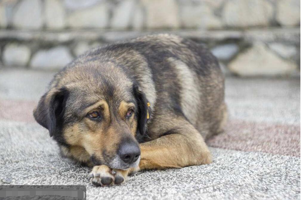 网友发现这三只狗狗在咬这辆车,在车的前轮上方的外壳已经被一只稍微