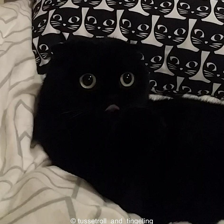 黑猫见得多了,黑成这样的还是头一次见到,怕是吃煤球长大的吧