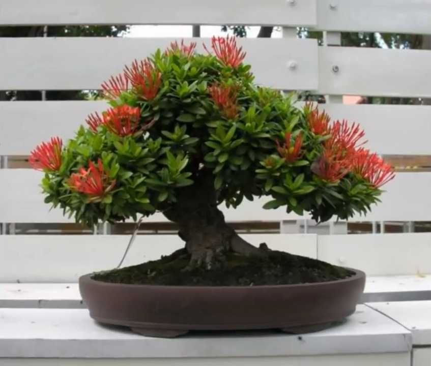 龙船花做成的盆景也是非常漂亮的,而且花期长达10个月