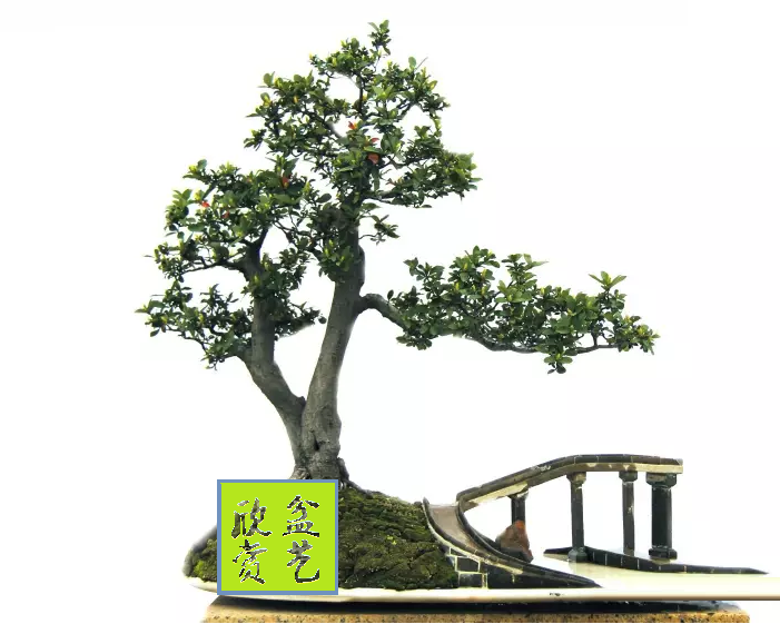 盆艺欣赏|石斑木被越来越多地制作成盆景,成为新兴的盆景树种!
