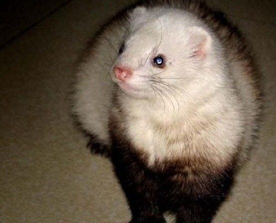 安格鲁貂的寿命在8至12年,年轻的貂儿顽皮活泼,生性好动!